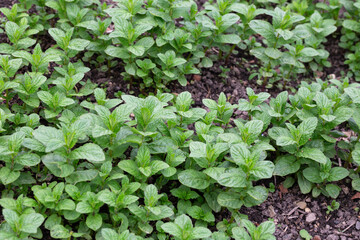 Spices and Herbs, Lovage plant (Levisticum officinale) growing in the garden