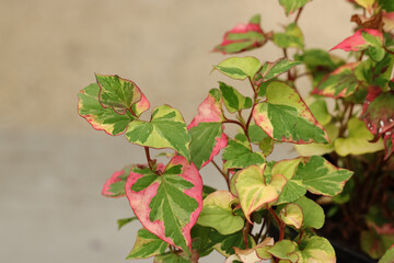 Chameleon Plant Houttuynia cordata 'Chameleon'. A beautiful plant that produces large, ivy-like leaves. The bright green leaves first turn creamy yellow and then through a pinkish hue to crimson red.