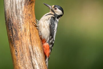 Woodpecker female on a branch in a forest