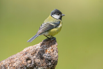 Obraz premium Great tit perched on a large branch, UK