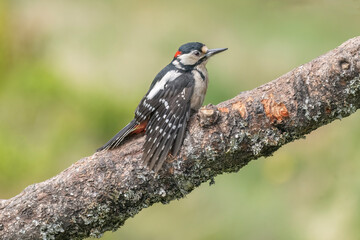Woodpecker male, on a branch in a forest