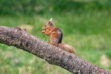Red squirrel sitting on a tree trunk eating close up with contrast and a blurred background