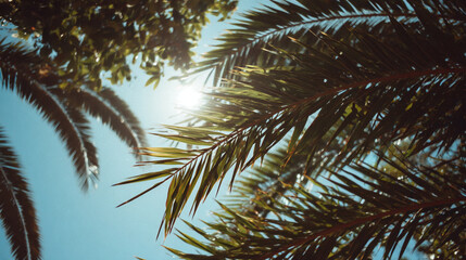 Fototapeta premium Tropical Palm Trees Against Blue Sky with Sun Flare Summer Vacation Getaway and Exotic Destination Scene Warm Sunny Day and Relaxing Scenery