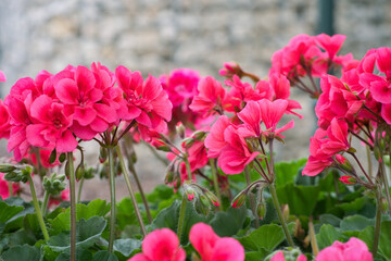 Beautiful dark pink crane's bill flowers blooming in august outside in the garden