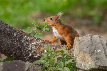 Red squirrel on a tree trunk looking curious