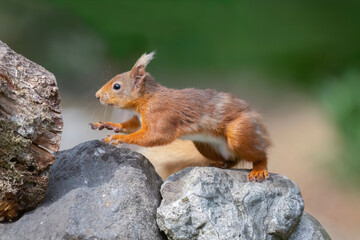 Red squirrel climbing on a stone wall