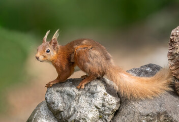 Red squirrel close up on a stone wall