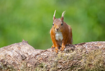 Red squirrel on a branch looking forwards about to jump