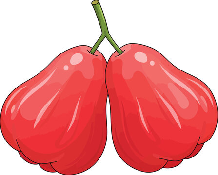 Two Fresh Wax Apples Vector Illustration