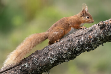 Red squirrel walking up a large branch of a tree