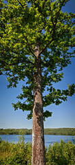 Fototapeta premium Oak tree with fresh green foliage against a blue sky by a lake in southern Sweden