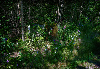 Flowering wild plants at the forest edge in light and shade in the Kalmar län region of southern Sweden © leopold