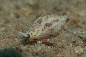 Conus Textile On the seabed in the Red Sea, Eilat Israel
