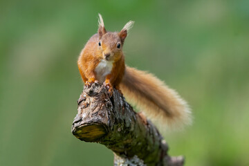 Red squirrel on a branch looking forwards