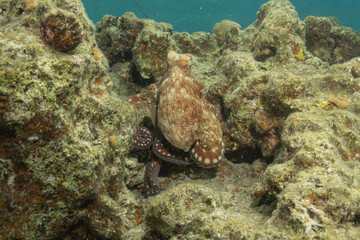 Octopus king of camouflage in the Red Sea, Eilat Israel 
