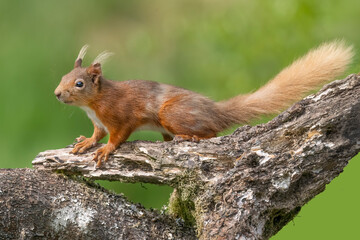 Red squirrel on a tree trunk close up