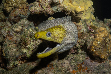 Moray eel Mooray lycodontis undulatus in the Red Sea, Eilat Israel
