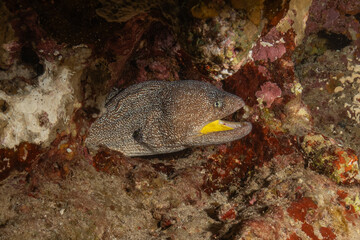Moray eel Mooray lycodontis undulatus in the Red Sea, Eilat Israel
