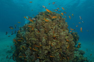 Coral reef and water plants in the Red Sea, Eilat Israel
