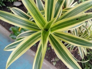 Obraz premium close up of aloe vera