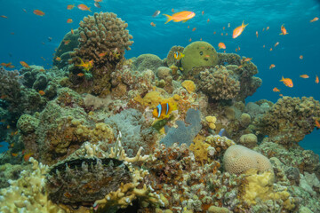Clown-fish anemonefish in the Red Sea Colorful and beautiful, Eilat Israel
