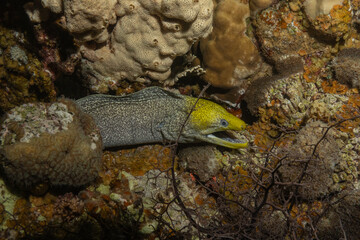 Moray eel Mooray lycodontis undulatus in the Red Sea, Eilat Israel
