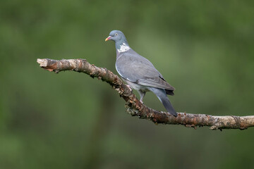 Fototapeta premium Pigeon perched on a branch, UK