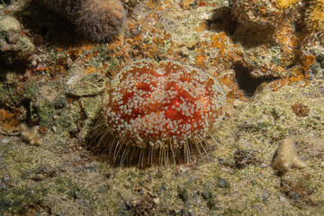 Coral reef and water plants in the Red Sea, Eilat Israel

