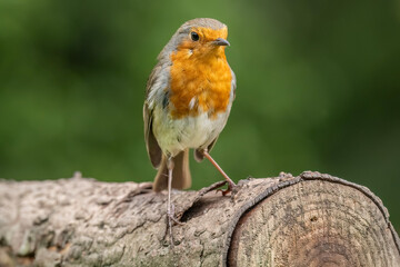 Robin on a tree trunk, UK