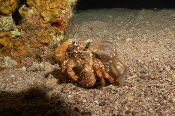 Hermit Crab in the Red Sea Colorful and beautiful, Eilat Israel