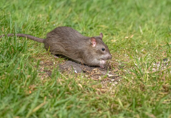 Rat on the grass eating, UK