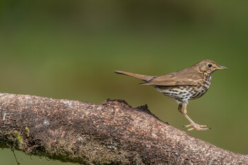 Thrush on a tree trunk, UK