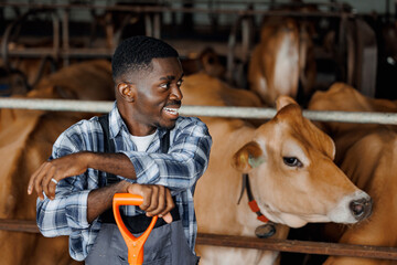Portrait Happy smiling African American farmer with shovel in cattle barn © Parilov