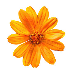 Close-up of a vibrant, orange flower,  detailed petals and a central disc