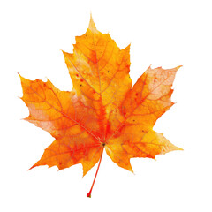 Fototapeta premium and keyword list based on the image, following your specifications.. Colorful maple leaf displays autumn colors against a dark background.