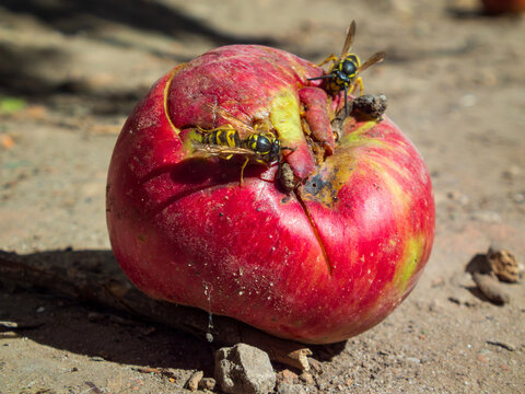 Two wasps on a fallen apple - Powered by Adobe