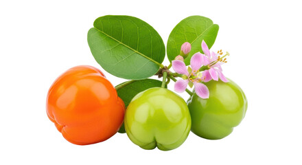 Isolated Acerola Cherry with Flower