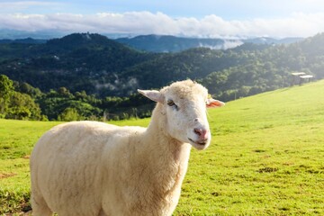 Obraz premium Sheep from the farm raised to produce sheep milk.