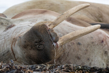 Morse, Odobenus rosmarus, Spitzberg, Svalbard, Norvège