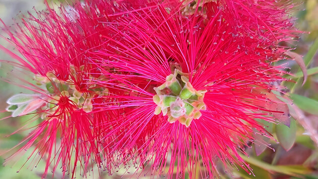 Beautiful gorgeous image close up macro picture of callistemon crimson plant citrinus red bottlebrush flower with ultra hd quality wallpaper banner poster