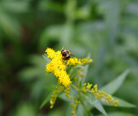 A Bee Pollinating a Yellow Flower