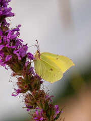 Brimstone butterfly (Gonepteryx rhamni) feeding on purple loosestrife flowers in natural habitat. Close-up macro shot.