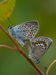 Close-up of two common blue butterflies (Polyommatus icarus) mating on a plant stem in natural habitat.