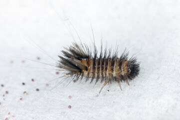 Larva of varied carpet beetle (Anthrenus verbasci). Common home pest from Dermestidae family of Coleoptera that are referred to as skin beetles or carpet beetles.