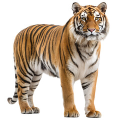 Fototapeta premium Magnificent Tiger Portrait A Striking Feline with Intense Gaze and Majestic Stripes in a Wildlife Setting against Transparent Backdrop