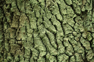 Epiphytic moss and lichen colonization on deciduous tree bark texture