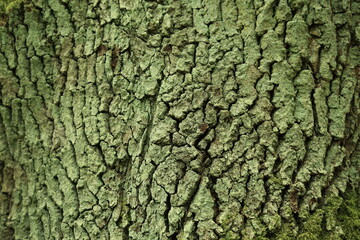 Detailed macro surface texture of old forest tree bark