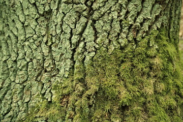 Close up of tree bark colonized by moss and lichen in temperate forest