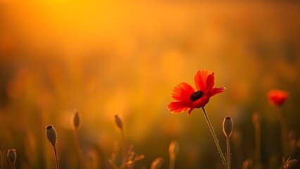 Lone red poppy in a sunset-lit field, evoking beauty and fleeting moments.