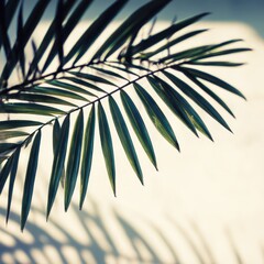 Fototapeta premium Close-up of a palm frond against a light background.